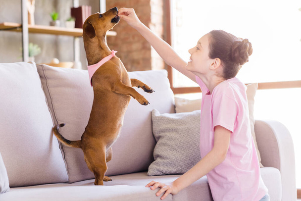 Portrait of nice cheerful preteen girl playing with doggy feeding having fun teaching puppy dancing at light home house flat indoors - Photo, Image