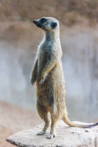 Meerkat (Surikate) Standing in the public park - Foto, Imagem
