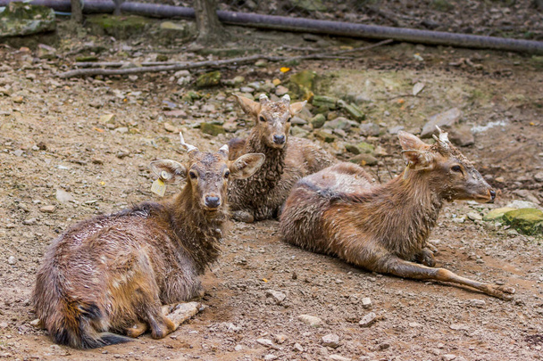 giovane cervo maschio è molto fangoso seduto nel parco pubblico - Foto, immagini