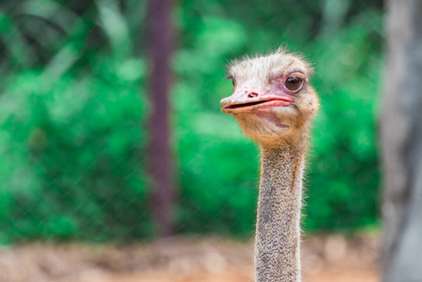 Голова и глаз страуса крупным планом утром - Фото, изображение