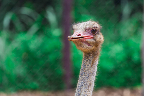 Голова и глаз страуса крупным планом утром - Фото, изображение