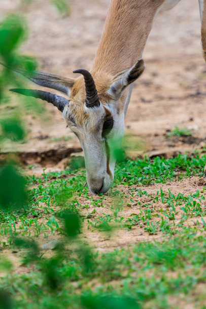 face and horn of Gemsbok antelope (Oryx gazella) deer, South Africa - Foto, Imagen