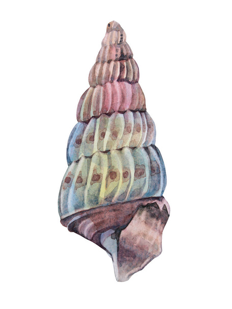 Watercolor blue pink sea shell isolated on white background. Wild life, snail. Creative hand drawn nature realistic object for celebration, stationery, card, wallpaper, textile, wrapping, florist - Фото, зображення