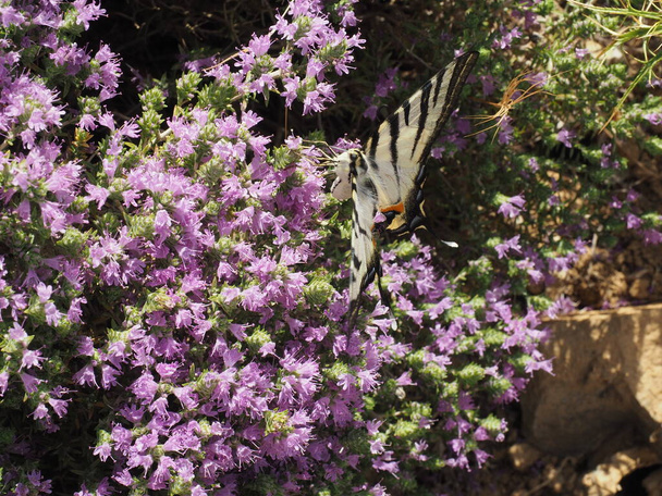 Swallowtail butterfly (Iphiclides podalirius) on mountain thyme near Kavo Malea, Peloponnese, Greece - Photo, Image
