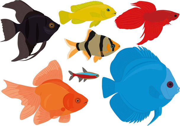 Aquarium colorful tropical fish collection vector illustration - Vettoriali, immagini