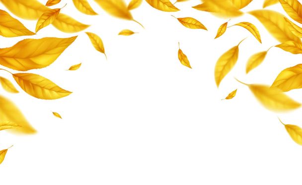 Falling lentävät syksyllä lähtee tausta. Realistinen syksyn keltainen lehti eristetty valkoisella pohjalla. Fall sale tausta. Vektoriesimerkki - Vektori, kuva