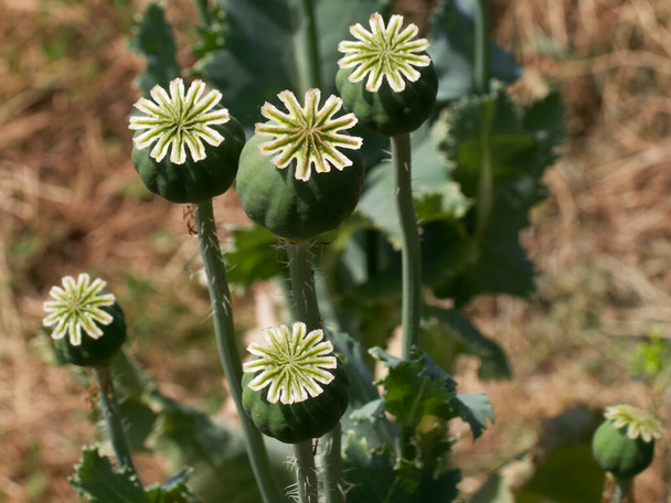 一般的にアヘンケシまたはブレッドシードケシとして知られているPapaver somniferumは、科の開花植物の一種です。 Papavereace. - 写真・画像