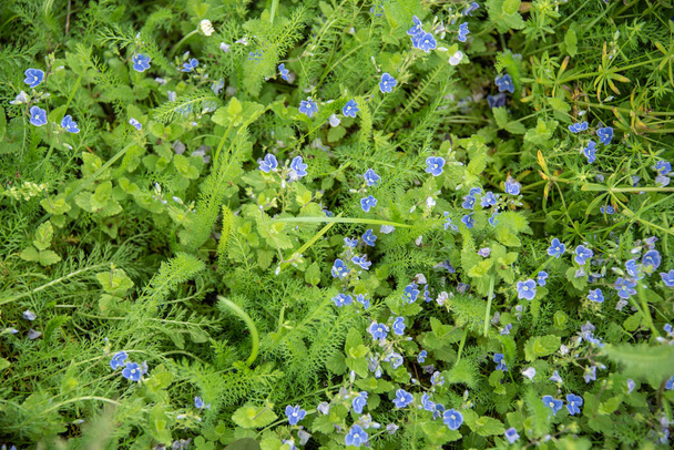 primer plano de un prado sin cultivar con germander speedwell con pequeñas flores azules - Foto, imagen