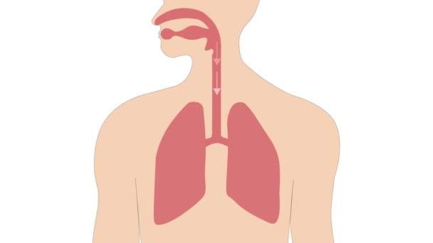 Hengitys sisään ja ulos keuhkojen laajenemisen ja supistumisen kanssa. - Materiaali, video