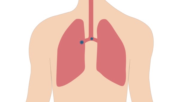 Ademhaling in en uit met de uitzetting en samentrekking van de longen. - Video
