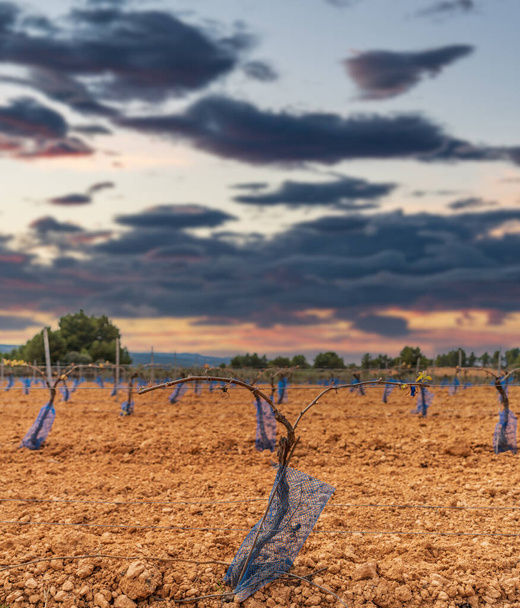 Védelmi hálóval ellátott irányított szőlőültetvény közelsége - Fotó, kép