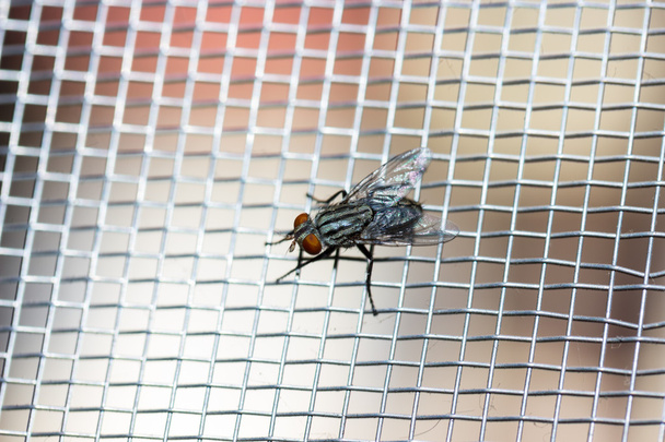 Closeup of a Fly on the net - Photo, Image