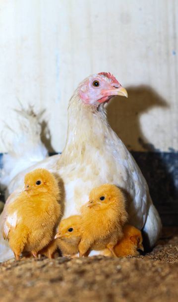 Mother hen with its baby chicken. Adorable baby chicks resting in the safety of mother hens feathers. Mother hen with baby chicken hiding under its wings. - Photo, Image