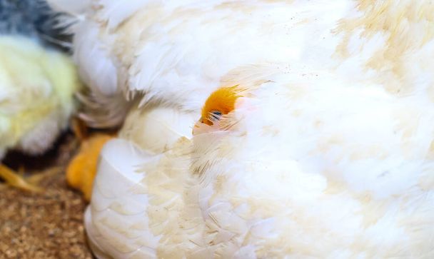 Adorable baby chicks resting in the safety of mother hens feathers. Mother hen with baby chicken hiding under its wings. - Photo, Image