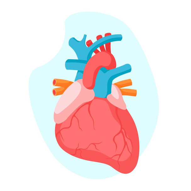 青の背景に隔離された解剖学的な人間の心と心血管系。ヘルスケアの概念。フラットベクトルイラスト。医療、治療、医療の概念のためのデザイン - ベクター画像
