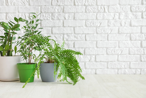 Différentes plantes d'intérieur dans des pots sur le sol près du mur de briques blanches - Photo, image