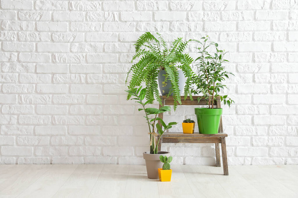 Різні кімнатні рослини в горщиках біля білої цегляної стіни
 - Фото, зображення