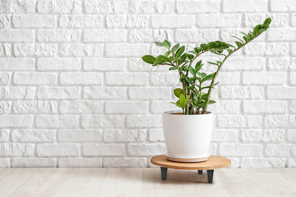 Houseplant in pot on floor near white brick wall - Zdjęcie, obraz