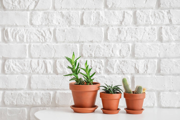 Different houseplants in pots on table near white brick wall - Foto, Bild