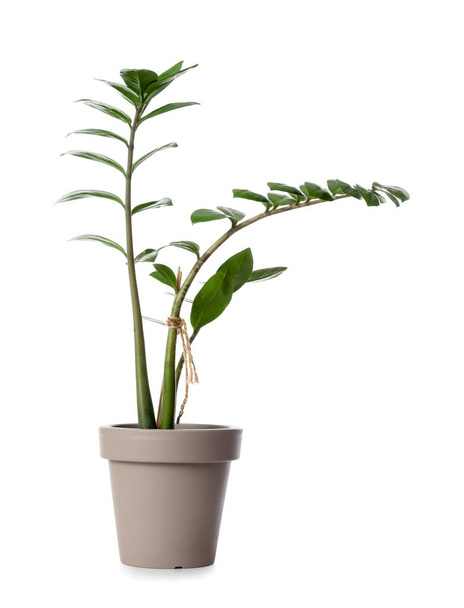 Woonplant in pot op witte achtergrond - Foto, afbeelding