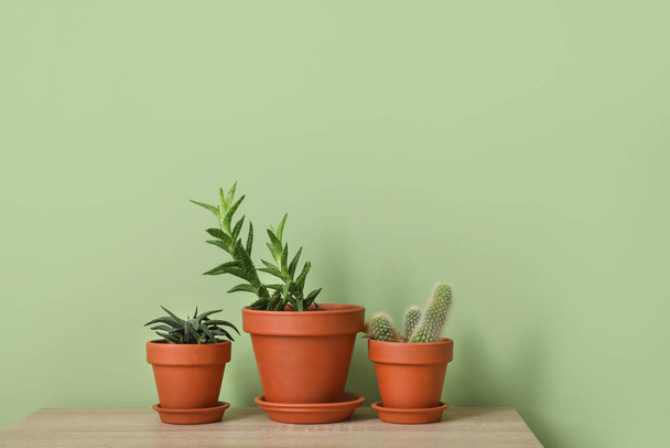 Різні кімнатні рослини в горщиках на столі біля кольорової стіни
 - Фото, зображення