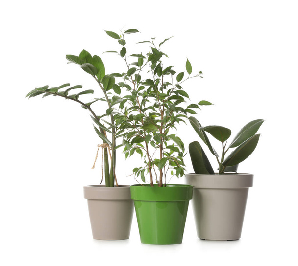 Woonplanten in potten op witte achtergrond - Foto, afbeelding