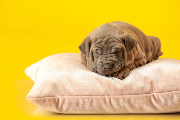 Cute funny puppy sleeping on soft pillow against color background - Photo, Image