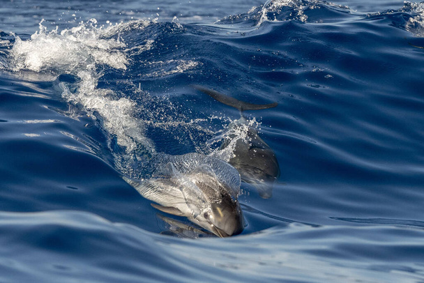 delfiny w paski skaczące poza morzem - Zdjęcie, obraz