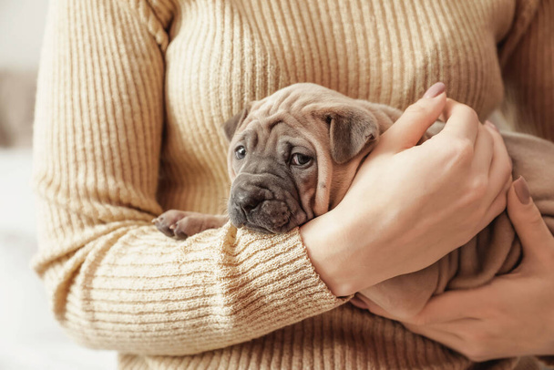 Owner with cute puppy at home, closeup - Photo, Image