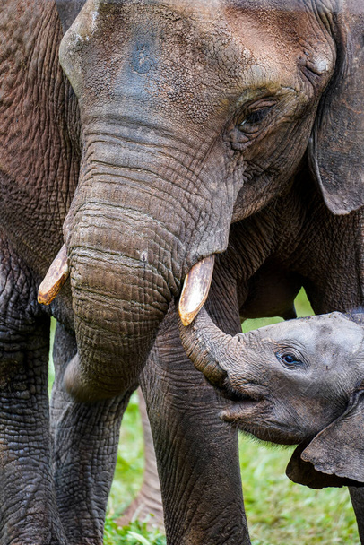 Close-up pano van een kleine baby olifant interactie met zijn moeder met zijn stammen in een natuurreservaat. - Foto, afbeelding