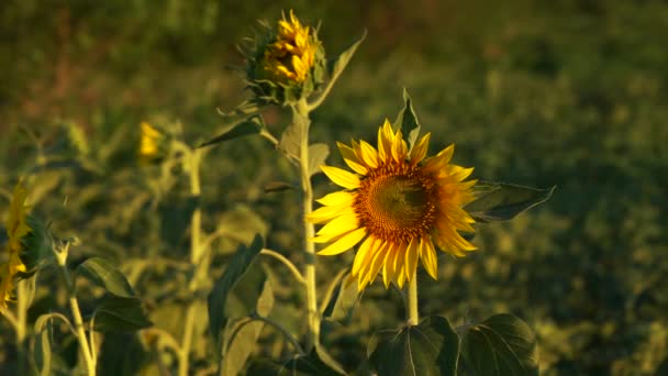 eine Sonnenblume aus nächster Nähe inmitten eines großen Feldes - Filmmaterial, Video