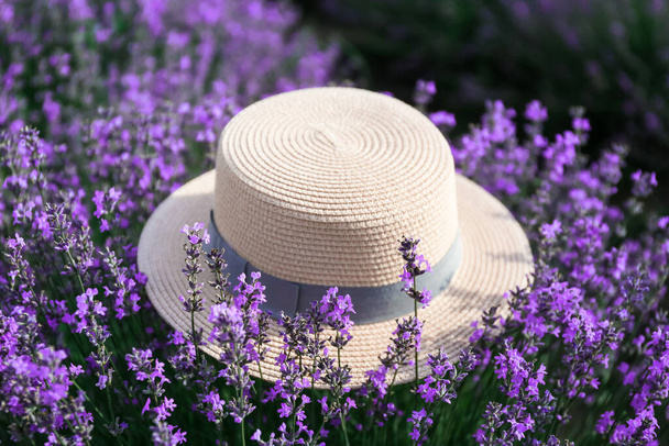 Olkihattu kauniilla laventelipellolla kesäpäivänä - Valokuva, kuva