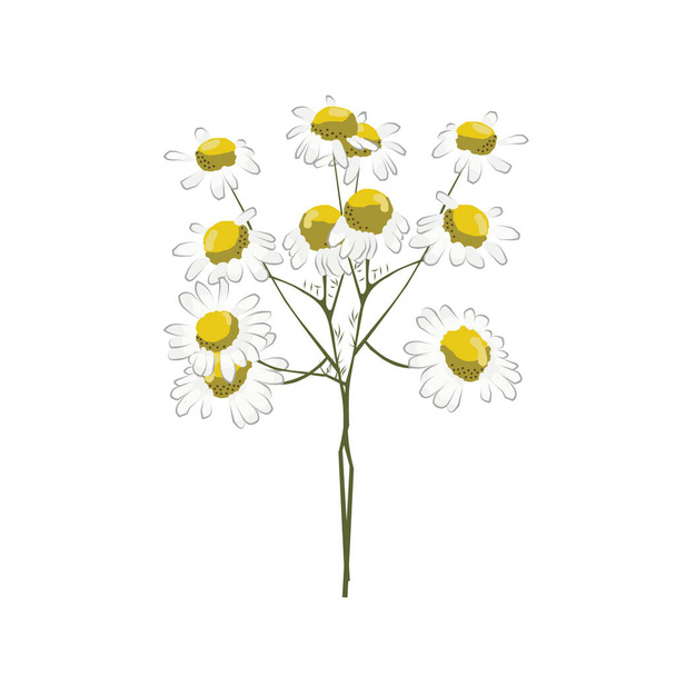 A colorful bouquet of chamomile. - Φωτογραφία, εικόνα