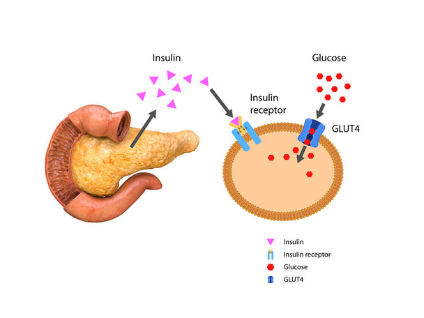 Insulin reguliert den Stoffwechsel und ist der Schlüssel, der den Glukosekanal der Zelle freischaltet, 3D-2D-Grafik, Render, Illustration - Foto, Bild