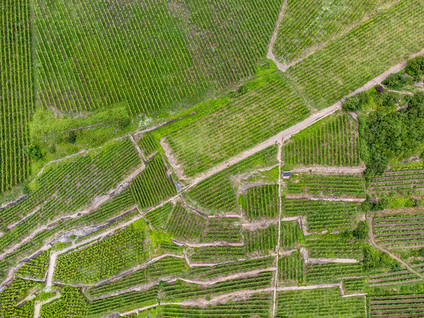 Aerial view of a vineyard in Saxony - Φωτογραφία, εικόνα