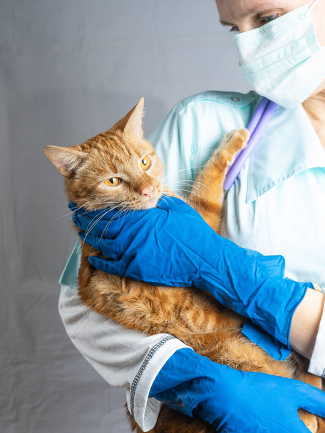 A veterinarian holds a bright red cat in his arms. Animal Health Concept - Фото, изображение