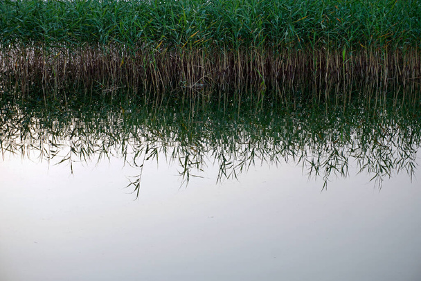  Reed tükröződik a tó vizében. Csendes estét. Víz.                               - Fotó, kép