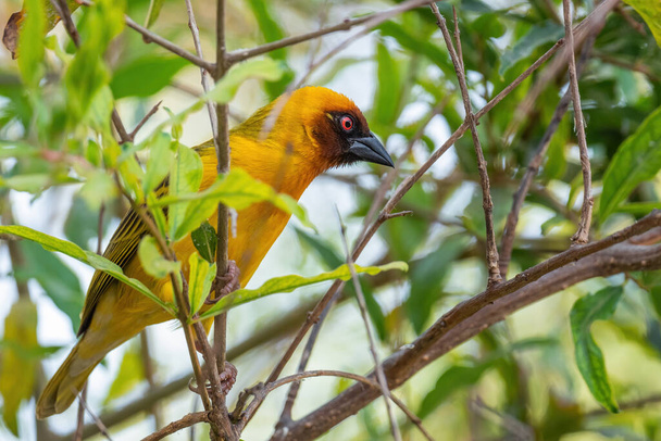 Vitelline Masked-weaver - Ploceus vitellinus, belo pássaro amarelo poleiro de florestas e jardins africanos, lago Ziway, Etiópia. - Foto, Imagem