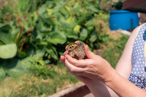 vrouwelijke boer handen teder houdt binnenlandse kwartel kip outdoor - Foto, afbeelding