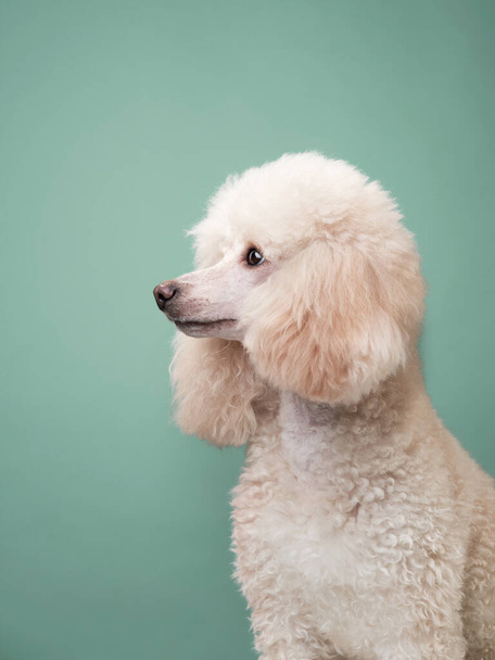 portrait of a white small poodle. dog on mint background - Foto, Imagen