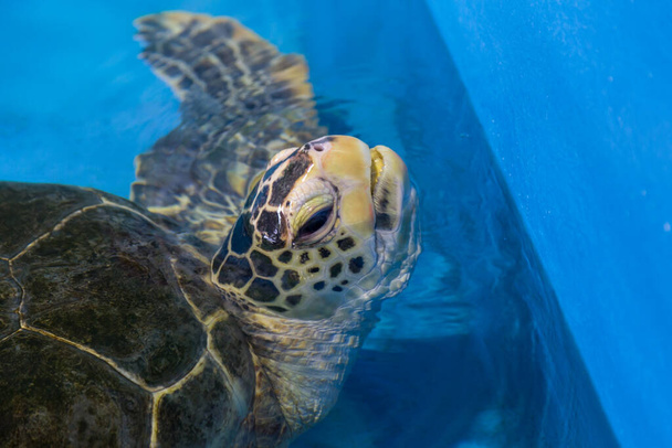 Słodki żółw morski z akwarium morskiego - Zdjęcie, obraz