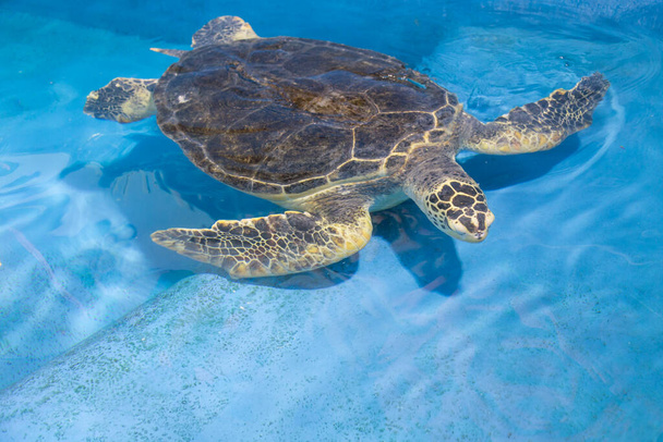 Deniz Akvaryumundan şirin deniz kaplumbağası. - Fotoğraf, Görsel