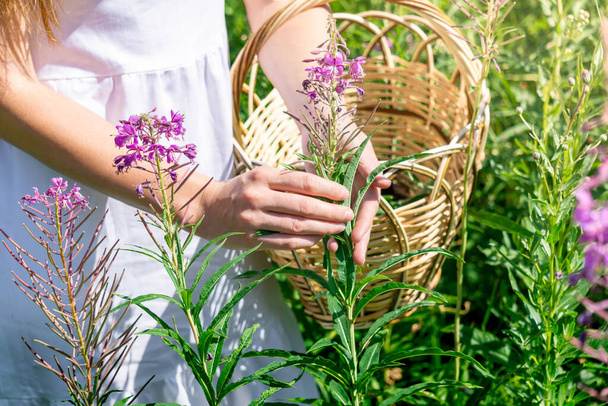 as mãos de herbalist mulher reúnem a lareira em uma cesta no prado, mãos fecham-se - Foto, Imagem