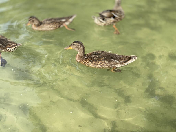 jovens patos selvagens flutuando no Lago Branco perto de Wlodawa - Foto, Imagem