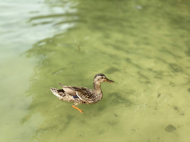 wild young ducks floating on in Lake White near Wlodawa - Zdjęcie, obraz