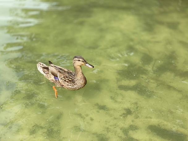 wild young ducks floating on in Lake White near Wlodawa - Фото, изображение