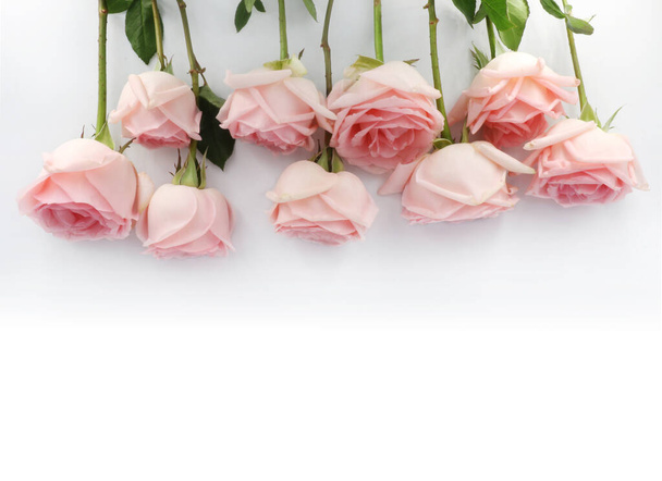 Flor e rosa fundo. Composição de rosas rosa claro. Rosas rosa isolar no fundo branco. Conceito de dia dos namorados. Flat lay, vista superior, espaço de cópia - Foto, Imagem