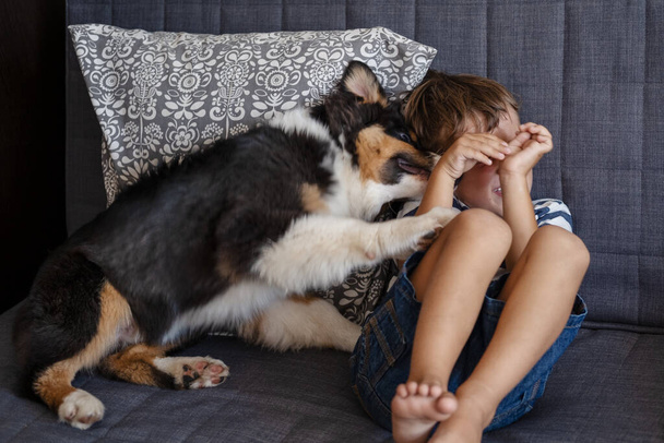 Το χαρούμενο αγοράκι φοβάται το σκυλί. Αυστραλιανό κουτάβι βοσκός  - Φωτογραφία, εικόνα