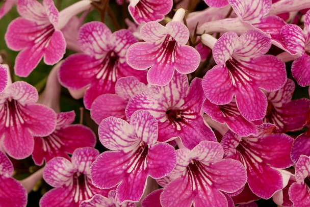 Image plein cadre de fleurs streptocarpus rose et blanc vif - Photo, image