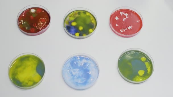 Sluiten van petrischaal met bacteriën op bureau in laboratorium - Video